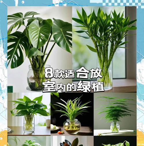 水培植物的制作步骤有哪些？