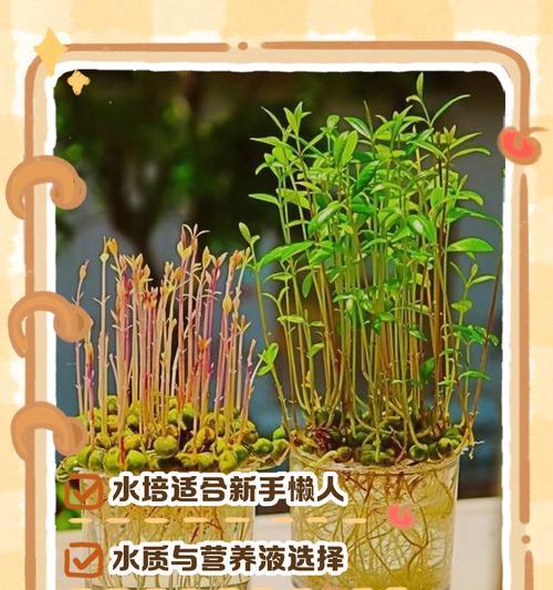 水培植物的制作步骤有哪些？