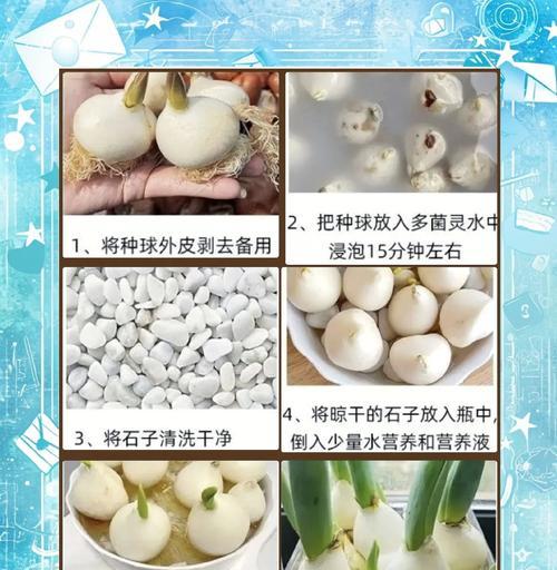 郁金香的养殖技巧和注意事项是什么？