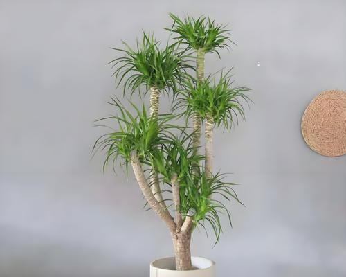 龙血树的养殖技巧有哪些？