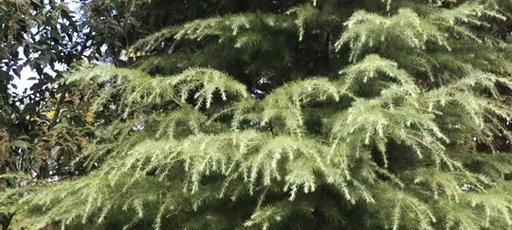 雪松属于哪一类植物？