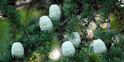 雪松属于哪一类植物？