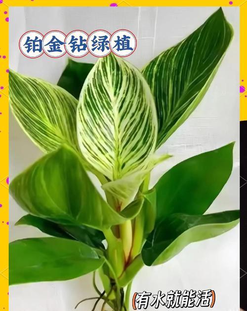 绿植施肥的正确方法是什么？多久施肥一次合适？