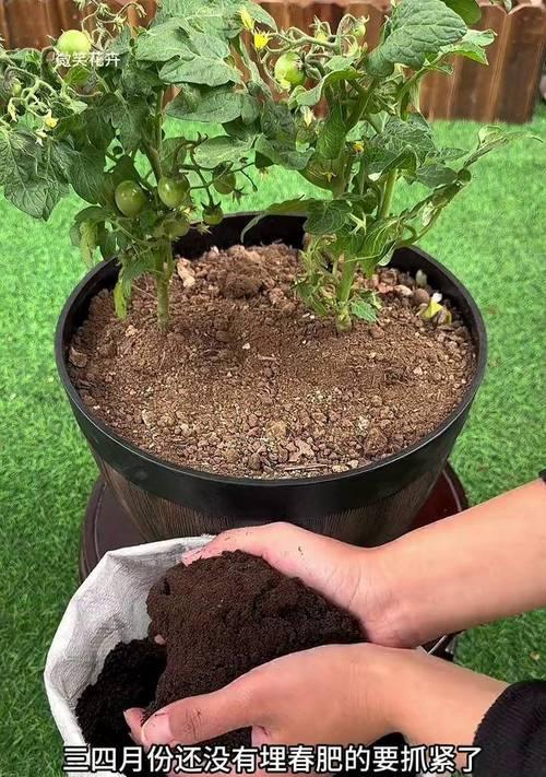绿植施肥的正确方法是什么？多久施肥一次合适？