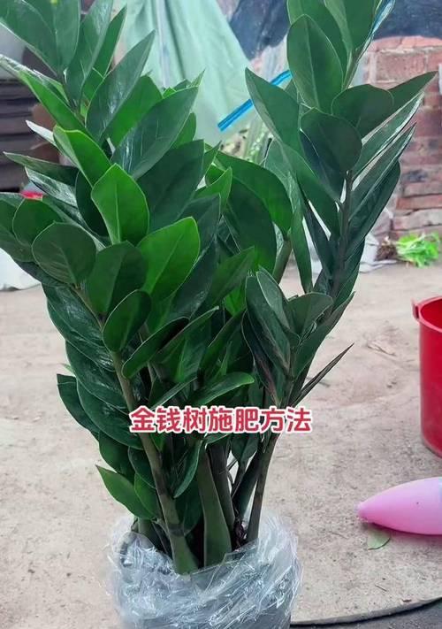 绿植施肥的正确方法是什么？多久施肥一次合适？