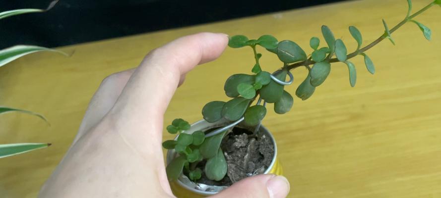 夏季如何正确养护金枝玉叶？