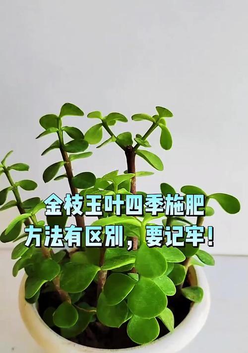 夏季如何正确养护金枝玉叶？
