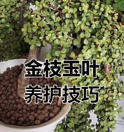 夏季如何正确养护金枝玉叶？