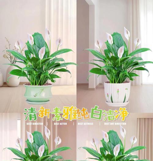 白掌花有哪些不同品种？