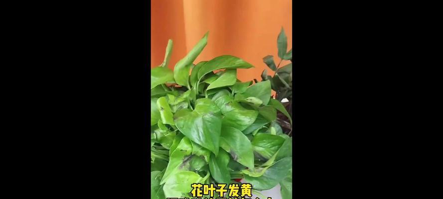 花叶子发黄干枯怎么办？如何恢复？