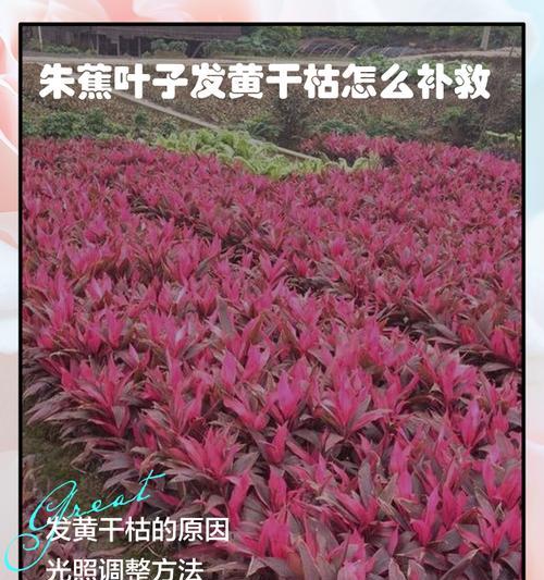 花叶子发黄干枯怎么办？如何恢复？