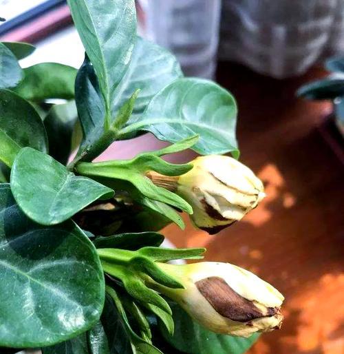 花叶子发黄干枯怎么办？如何恢复？