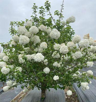 观赏花木的定义是什么？