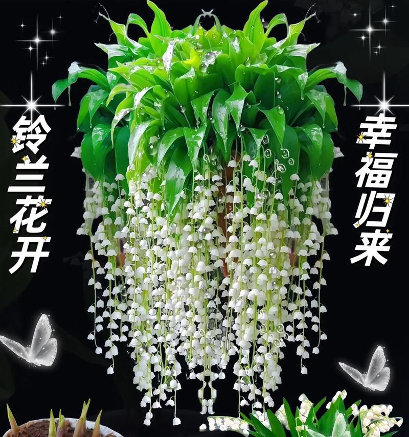 铃兰花的开花季节是什么时候？