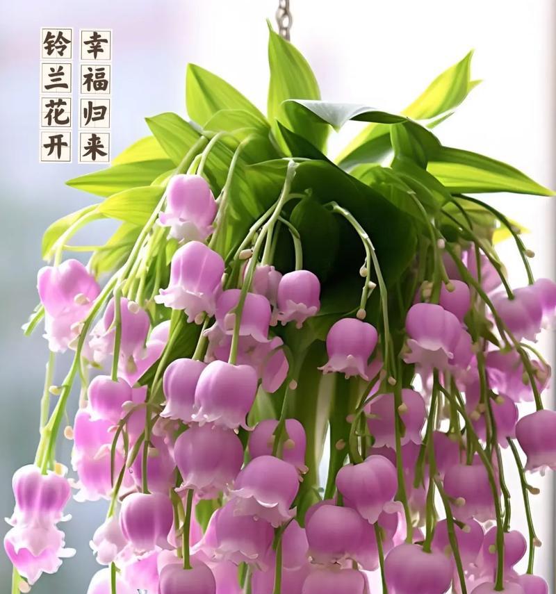 铃兰花的开花季节是什么时候？