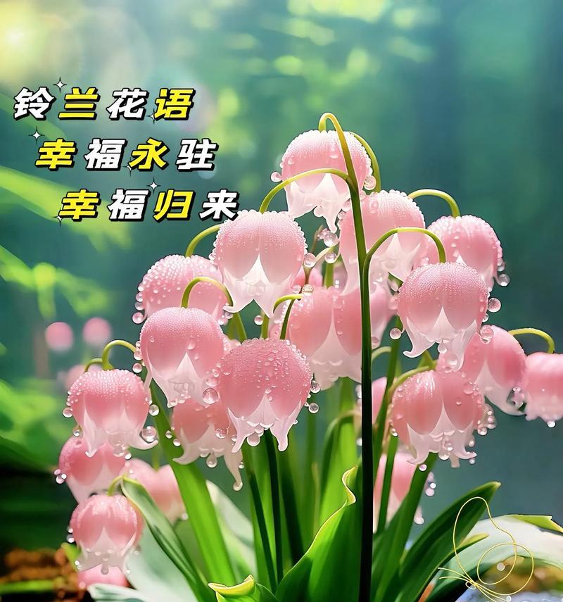 铃兰花的开花季节是什么时候？