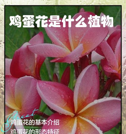 什么是鸡蛋花？鸡蛋花的养护技巧有哪些？