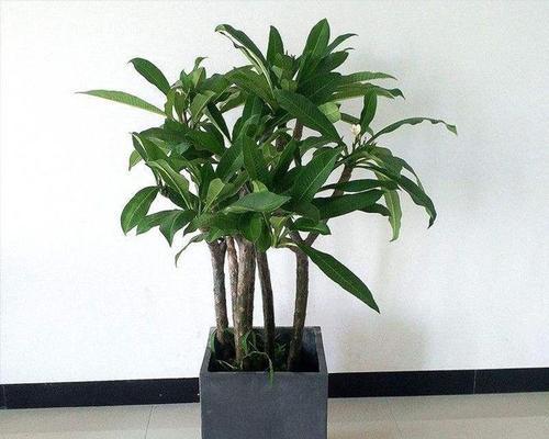 什么是鸡蛋花？鸡蛋花的养护技巧有哪些？