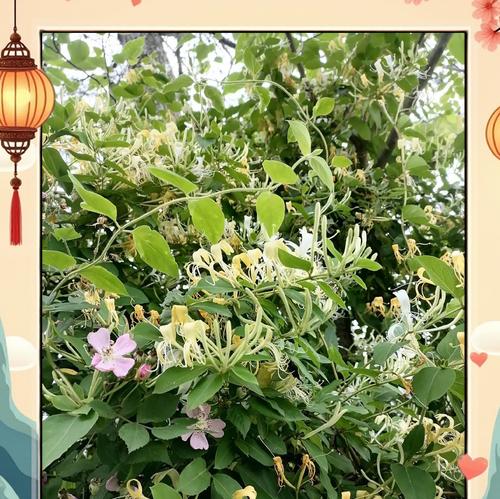 金银花是什么植物？它的药用价值有哪些？