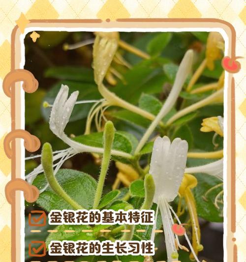 金银花是什么植物？它的药用价值有哪些？