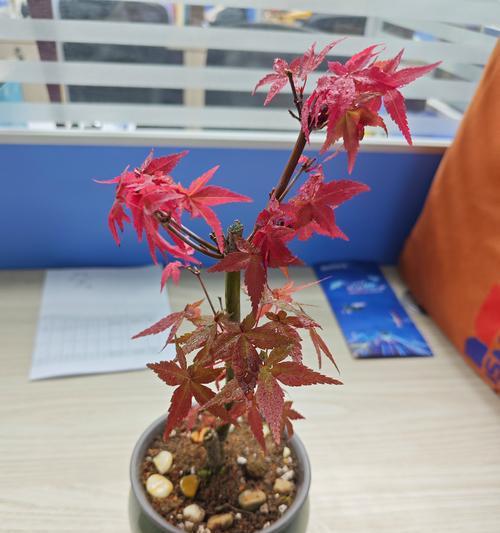 红枫树养殖需要注意什么？