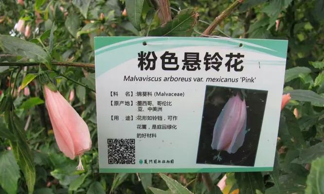 厦门市树的种类及其特点是什么？