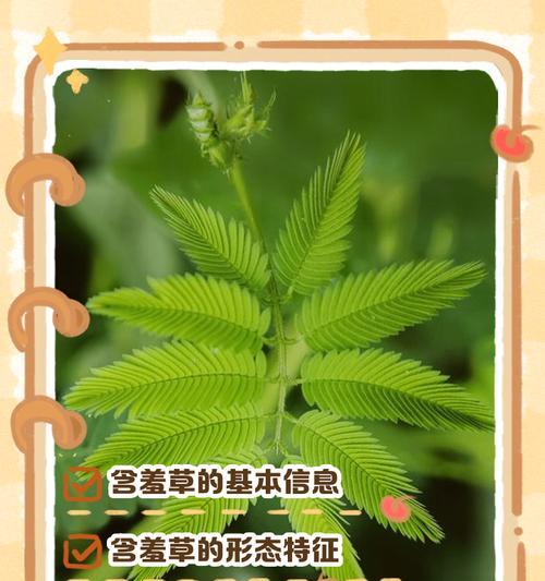 害羞草的养殖方法是什么？