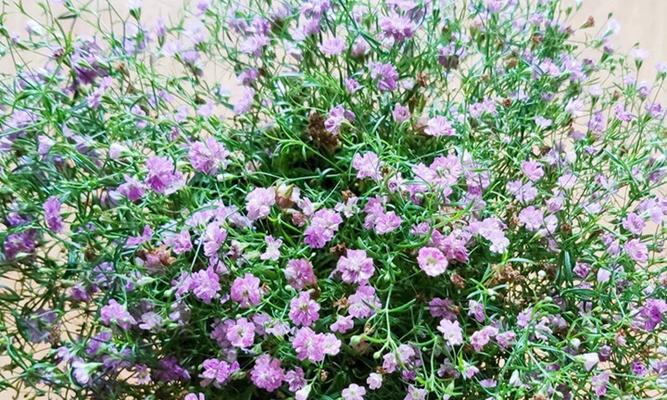 满天星种子种植的正确步骤是什么？怎样保证满天星种子的发芽率？