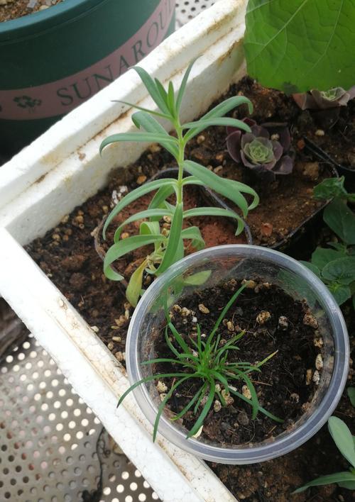 满天星种子种植的正确步骤是什么？怎样保证满天星种子的发芽率？