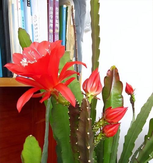 令箭花的开花期通常在什么时候？