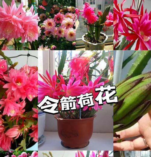 令箭花的开花期通常在什么时候？