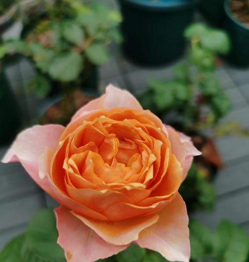 月季花的养殖技巧是什么？如何让月季花开得更鲜艳？