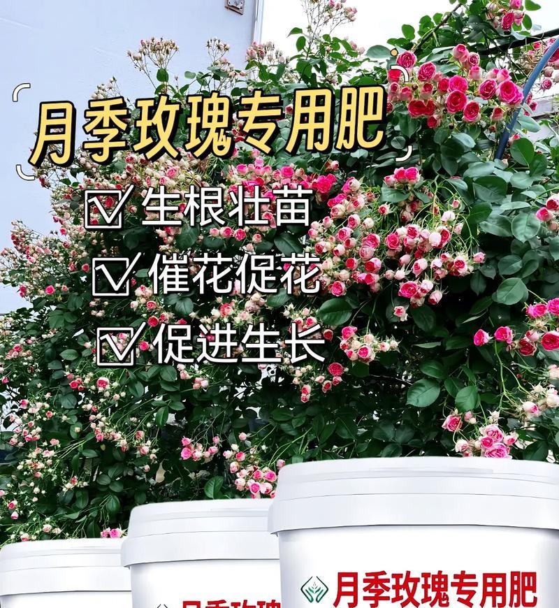 月季花的养殖技巧是什么？如何让月季花开得更鲜艳？