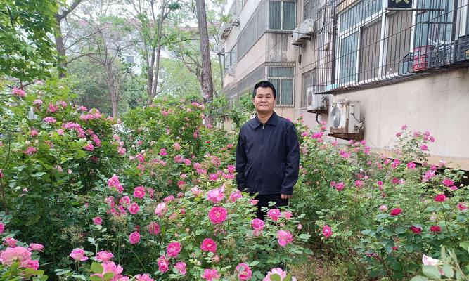 月季花的养殖技巧是什么？如何让月季花开得更鲜艳？