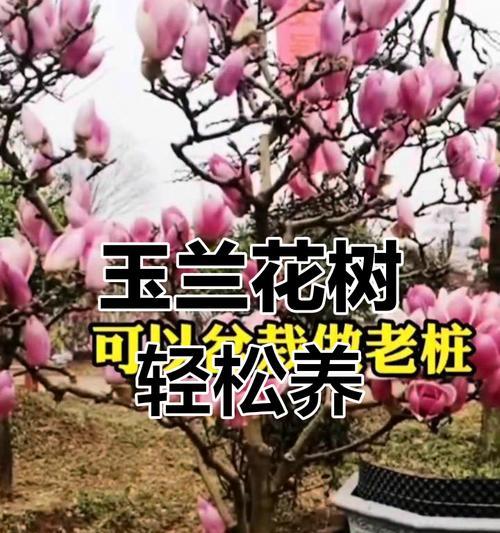玉兰花的养护和管理技巧有哪些？