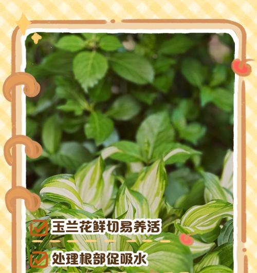 玉兰花的养护和管理技巧有哪些？