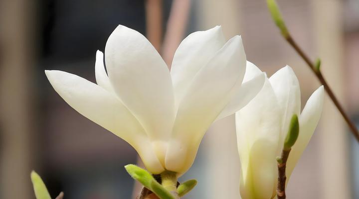 玉兰花的养护和管理技巧有哪些？