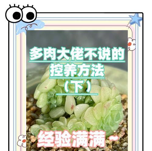 大花盆浇水的正确方法是什么？