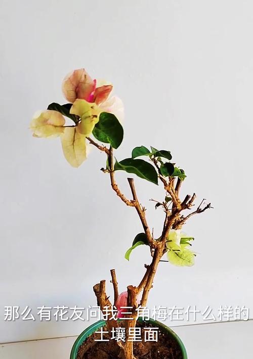 土壤种植指南：哪些植物最适合在土壤中生长？