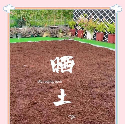 土壤种植指南：哪些植物最适合在土壤中生长？