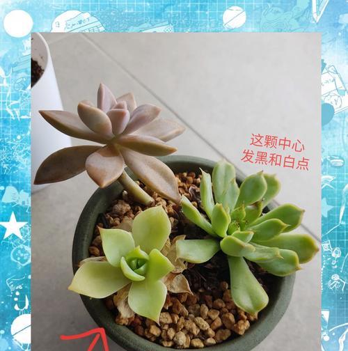 植物叶子枯萎的常见原因是什么？如何预防植物叶子枯萎？
