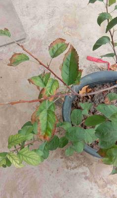 植物叶子枯萎的常见原因是什么？如何预防植物叶子枯萎？