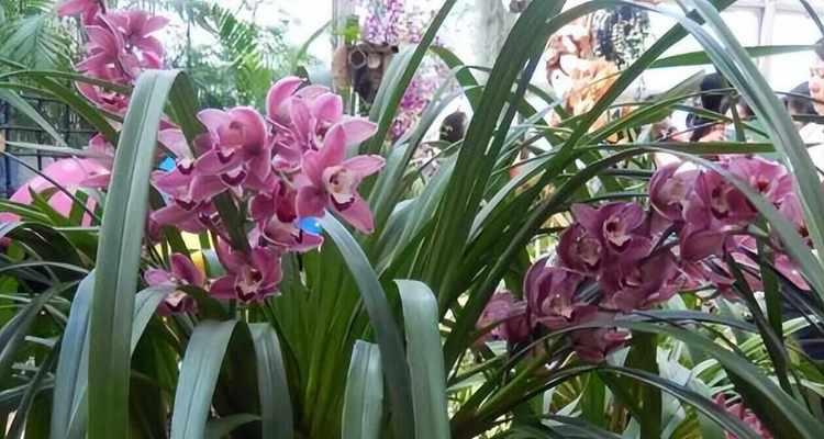 年花品种有哪些？年花品种的选择技巧是什么？