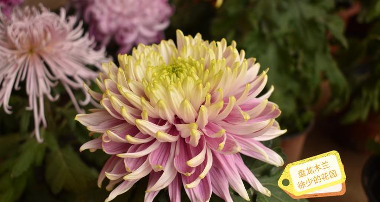 年花品种有哪些？年花品种的选择技巧是什么？
