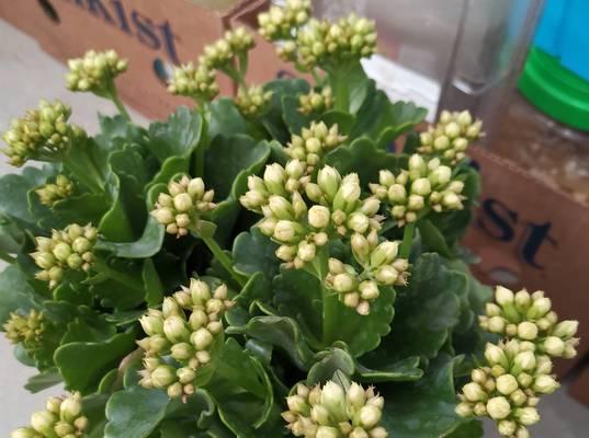 年花品种有哪些？年花品种的选择技巧是什么？