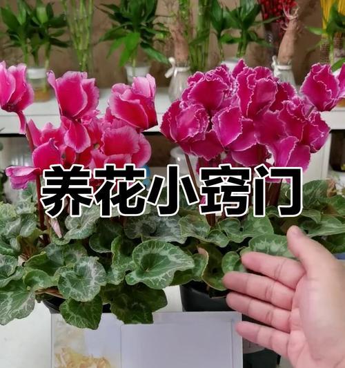 先客来的养殖要点是什么？怎样才能养得更好？
