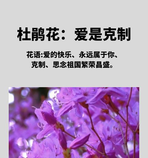 杜鹃花的花语和象征意义是什么？