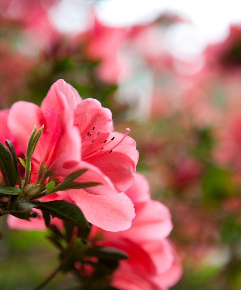 杜鹃花的花语和象征意义是什么？