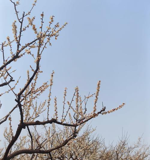 梅花有几种品种？不同品种梅花的特性是什么？