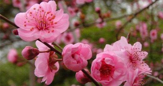 梅花有几种品种？不同品种梅花的特性是什么？